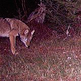 Coyote_102110_0526hrs